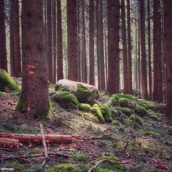 Trees growing in forest