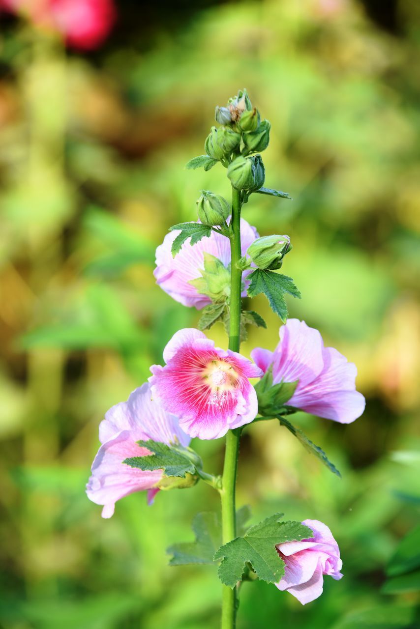 CLOSE-UP OF PINK FLOWERS