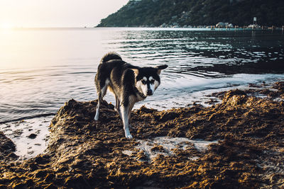 Dog on beach