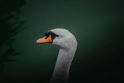 Close-up of swan swimming in lake