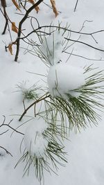 Close-up of tree branch against sky