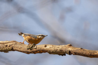 Close-up of bird perching on branch
