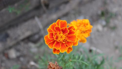 Close-up of marigold blooming outdoors