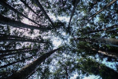 Low angle view of trees in forest