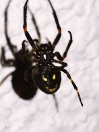 Close-up of spider