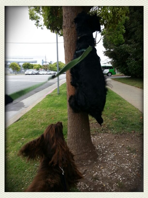 animal themes, one animal, domestic animals, mammal, pets, dog, tree, transfer print, grass, sunlight, black color, full length, sitting, zoology, road, wildlife, day, outdoors, street, auto post production filter