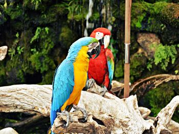 Close-up of parrot perching on wood