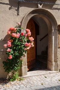 View of flowers