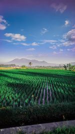 Scenic view of agricultural field against sky