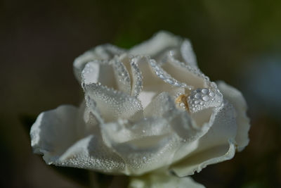 Close-up of wet white rose flower