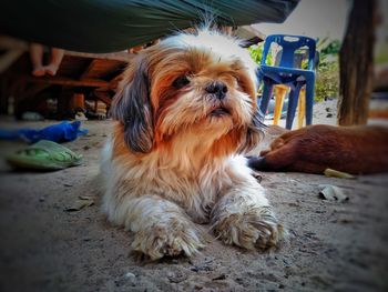 Close-up of dog relaxing outdoors