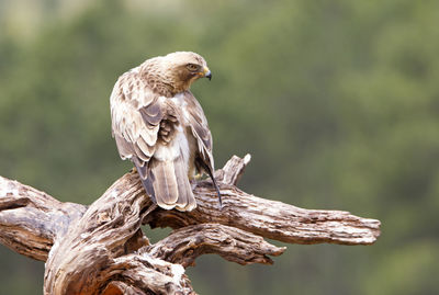 Close-up of bird perching on tree