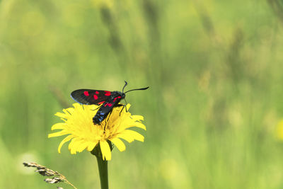 Zygaena lonicerae, the narrow-bordered five-spot burnet, moth of the zygaenidae family.