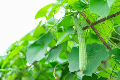 Close-up of fresh green leaves