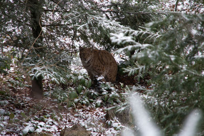 View of a lynx cat on snow covered land