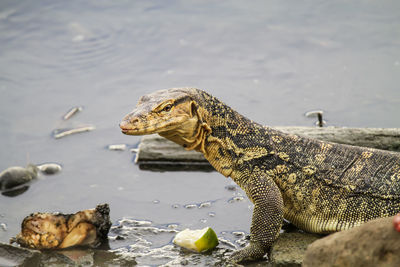 Side view of lizard on a lake