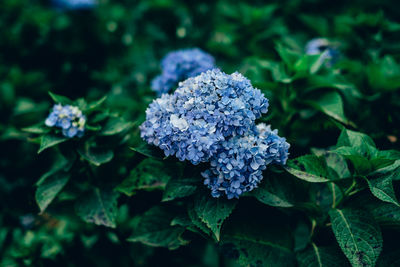 Close-up of purple flowering plant