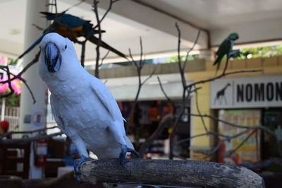 Close-up of bird against wall