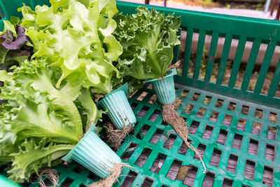 High angle view of vegetables in basket