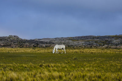Horse in a field