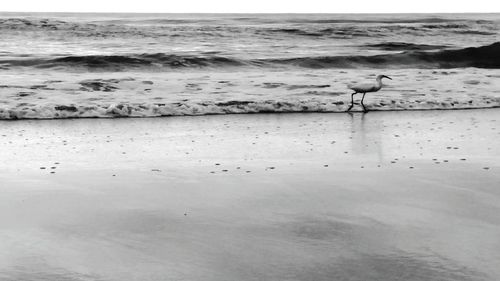 Seagull perching on beach by sea against sky