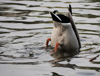 View of duck swimming on lake