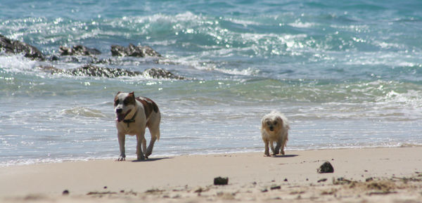 Dog running on beach