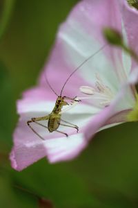 Close-up of insect on flower