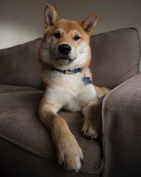 Portrait of dog sitting on sofa at home