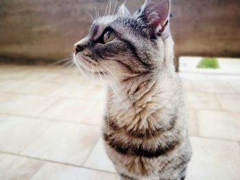 Close-up of cat sitting