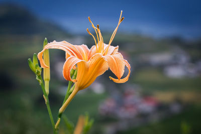 Close-up of orange lily blooming outdoors