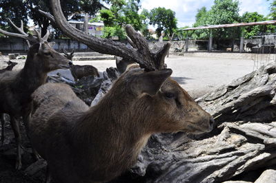Java deer in indonesia