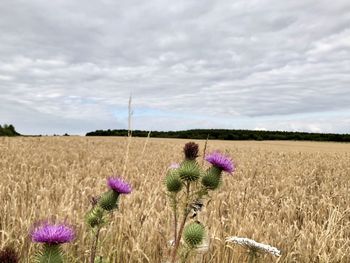 Purple flowering plants on field against sky