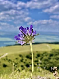 Close-up of purple flowering plant on field