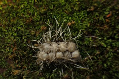 Close-up of grass