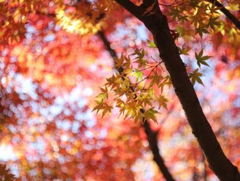 Low angle view of cherry blossom tree during autumn