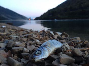 Close-up of dead fish at riverbank