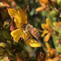 Close-up of bee pollinating on yellow flower