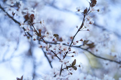 Low angle view of cherry blossom