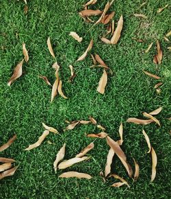 High angle view of grass