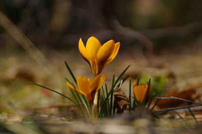 Close-up of yellow flowering plant on field