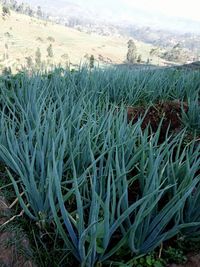 Crops growing on field against sky