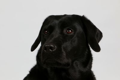 Close-up of black dog against white background