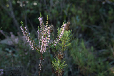 Close-up of flowering plant on land