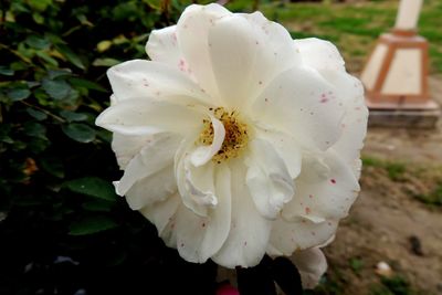 Close-up of white rose flower
