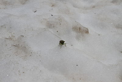 High angle view of spider on sand