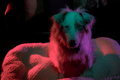 Portrait of dog sitting on sofa at home