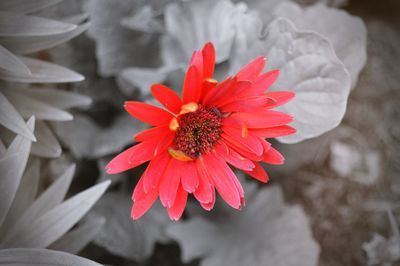 Close-up of red flower