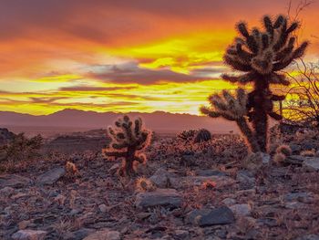 Cactus growing on field against orange sky