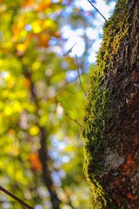 Low angle view of moss growing on tree trunk